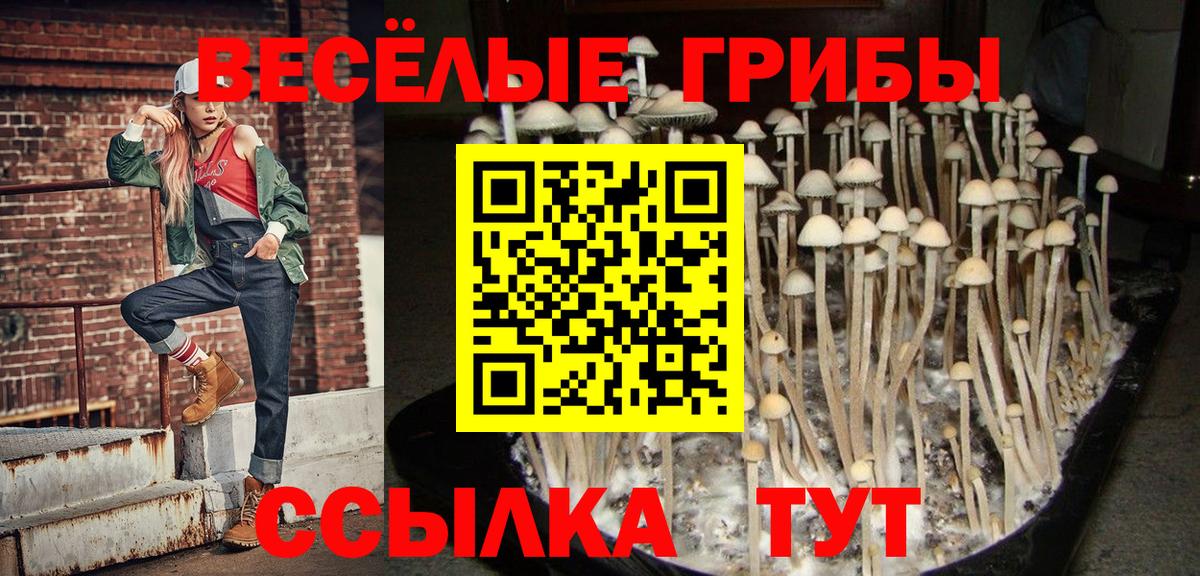 Галлюциногенные грибы Psilocybe Кисловодск