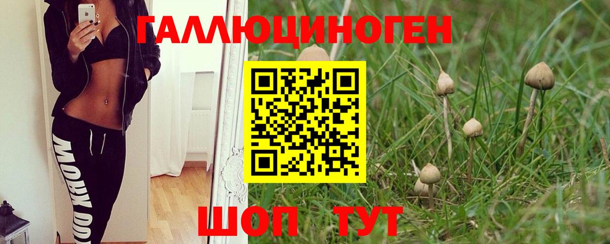 Галлюциногенные грибы Psilocybe  Псилоцибиновые грибы GOLDEN TEACHER  Вход с VPN  Кисловодск 